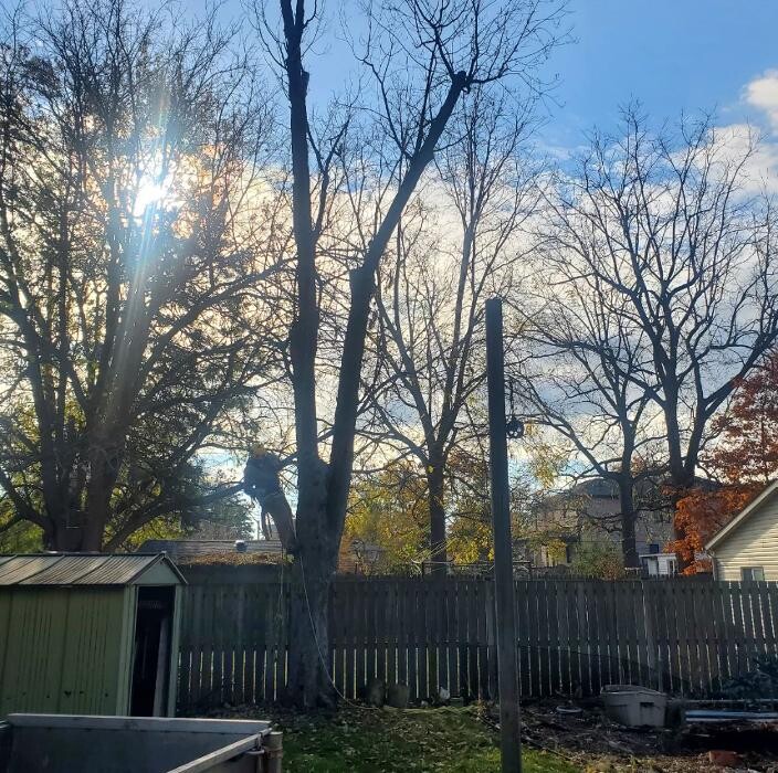 Images Lawn Wizard Tree & Property Maintenance