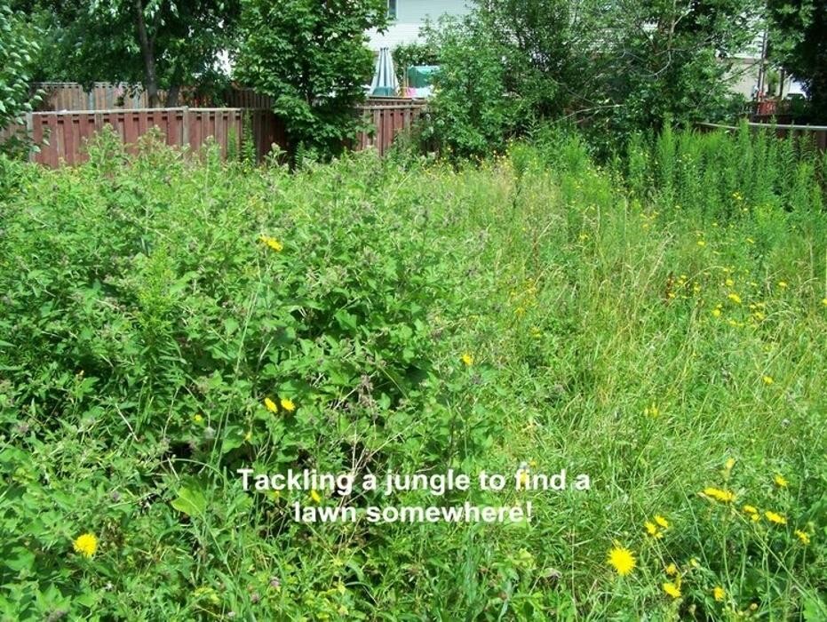 Images Lawn Wizard Tree & Property Maintenance