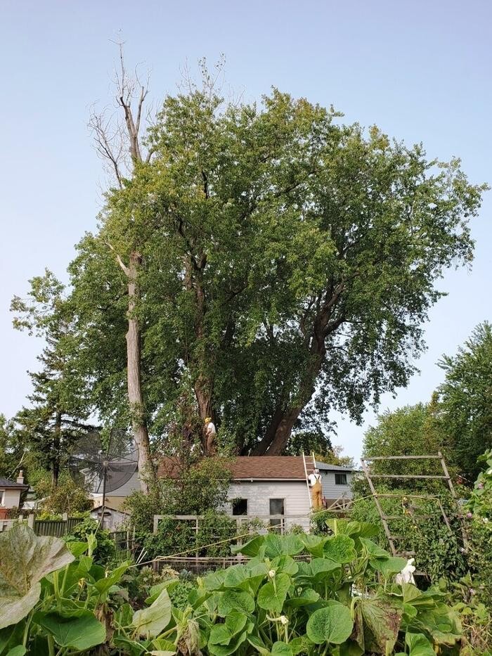Images Lawn Wizard Tree & Property Maintenance