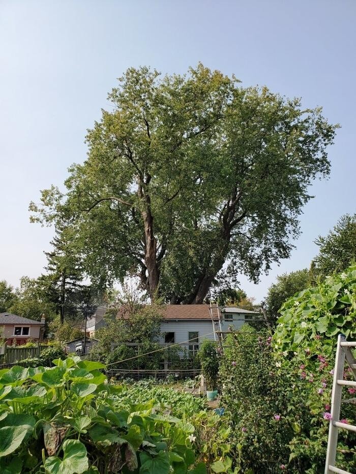 Images Lawn Wizard Tree & Property Maintenance