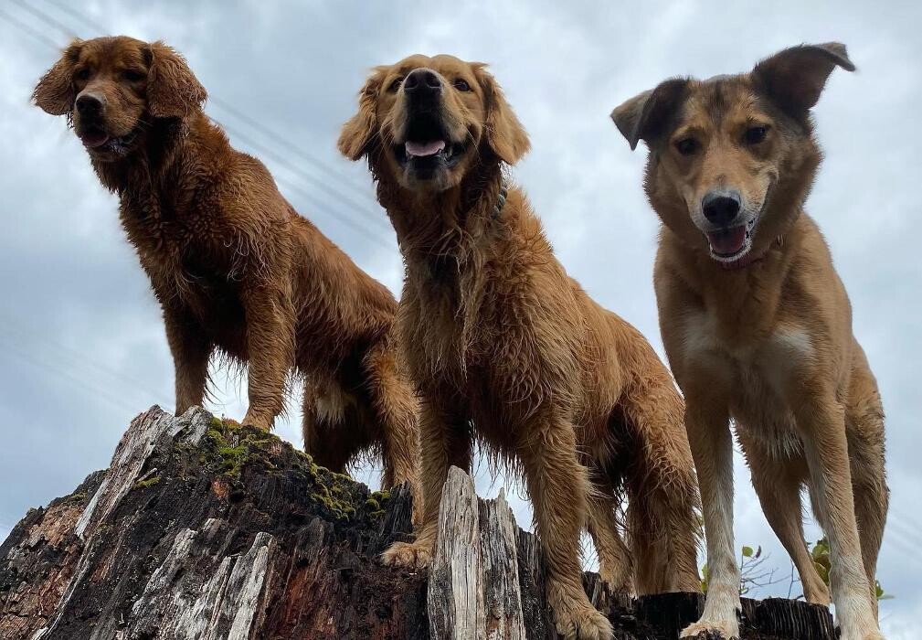 Images Adventures Unleashed