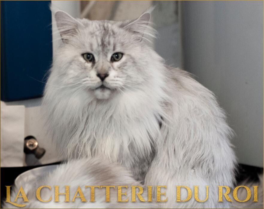 Images Chatterie du roi