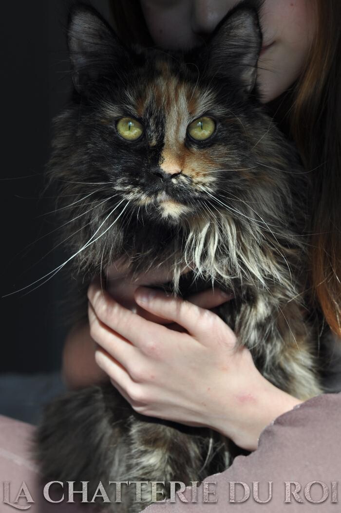 Images Chatterie du roi