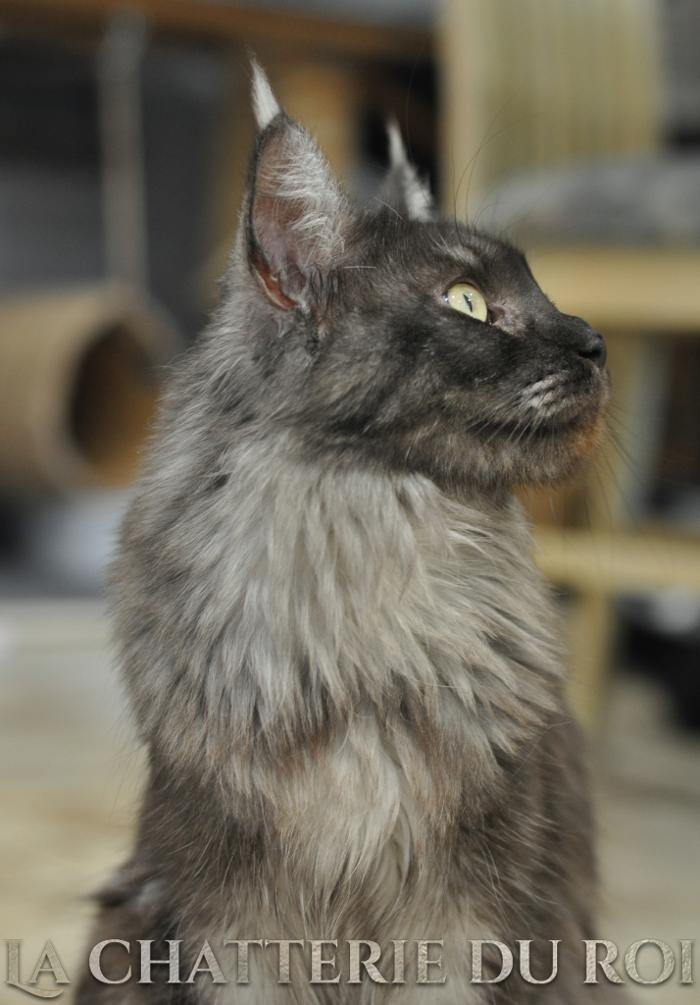 Images Chatterie du roi