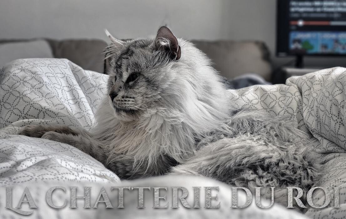 Images Chatterie du roi