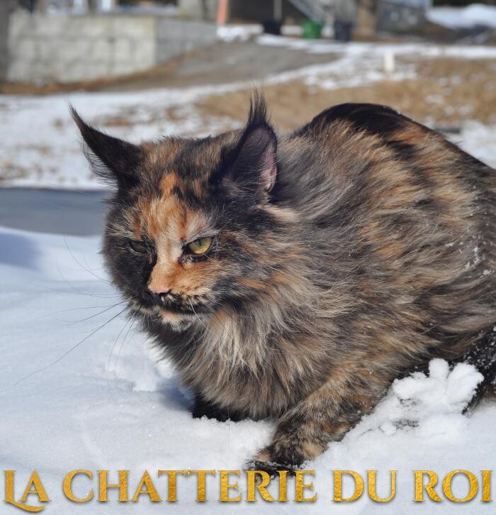 Images Chatterie du roi