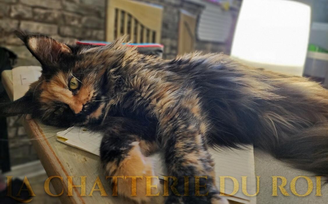 Images Chatterie du roi