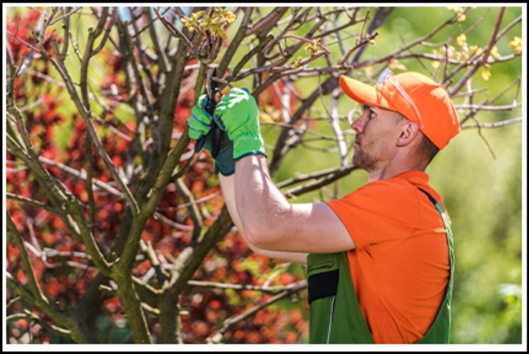 Images MSJD Tree Services