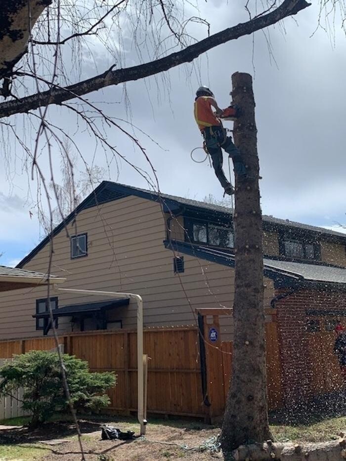 Images MSJD Tree Services