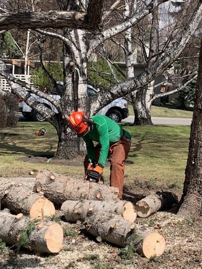 Images MSJD Tree Services