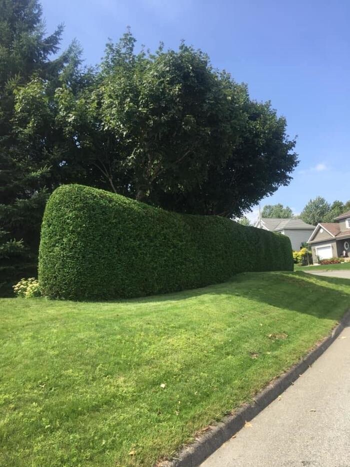 Images Taillage De Haies Miguel Bedard