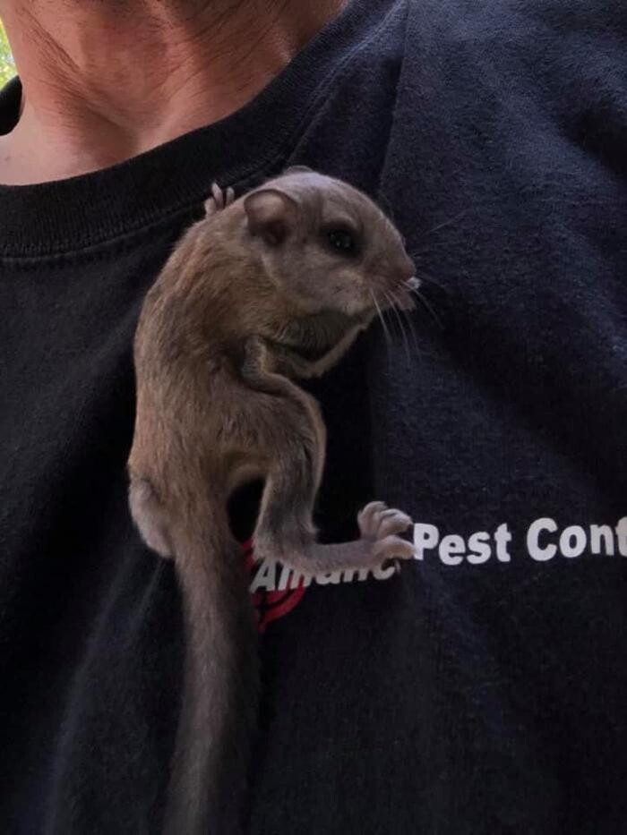 Images Alliance Pest Control Services