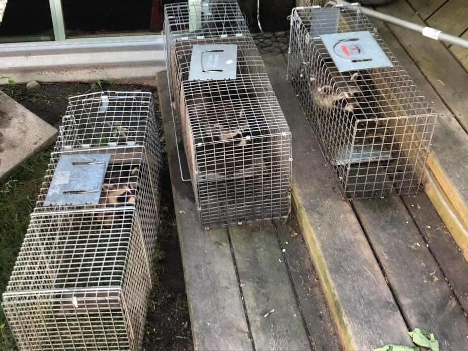 Images Alliance Pest Control Services
