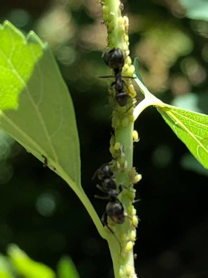 Images Alliance Pest Control Services