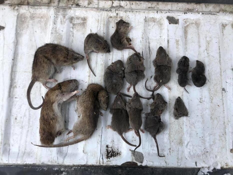 Images Alliance Pest Control Services