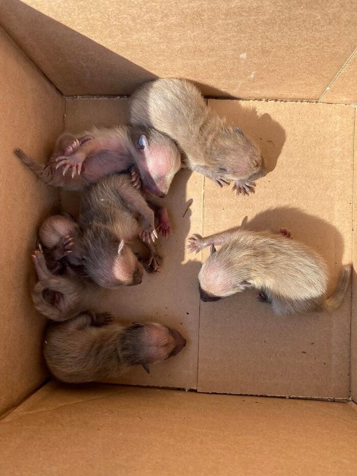 Images Alliance Pest Control Services