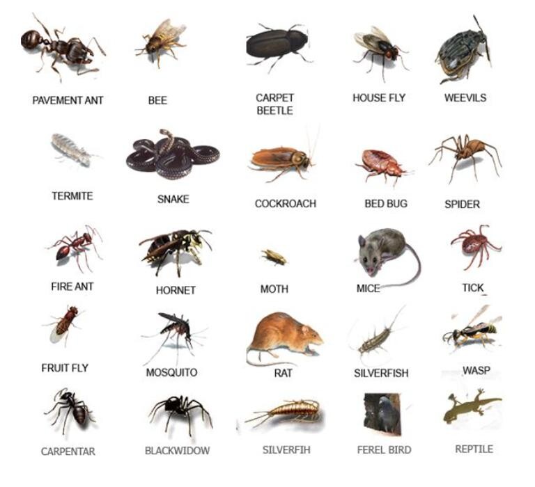 Images PESTY Pest Control