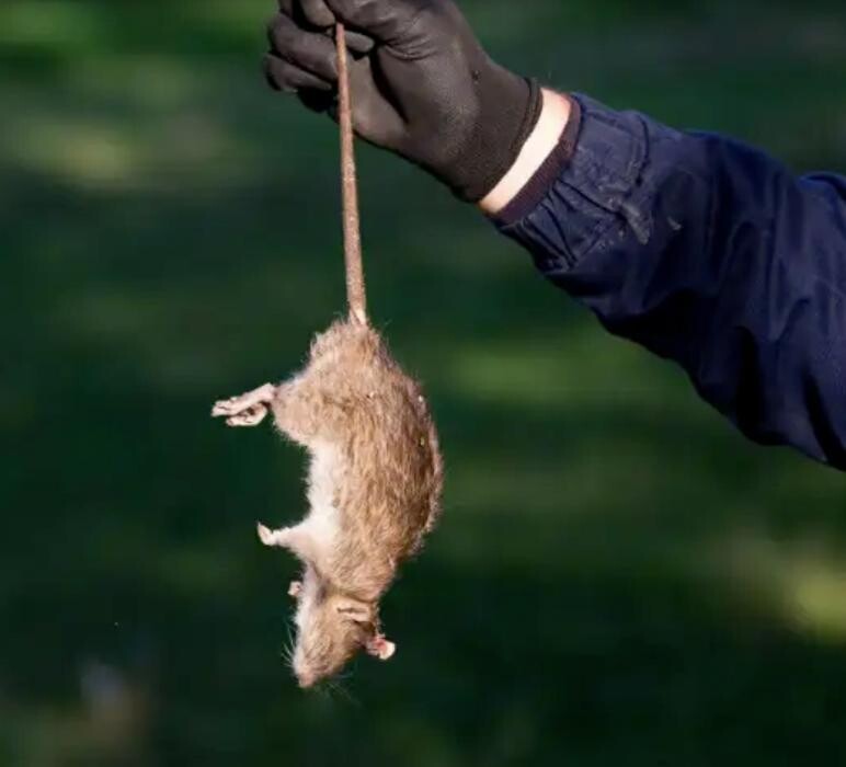 Images PESTY Pest Control