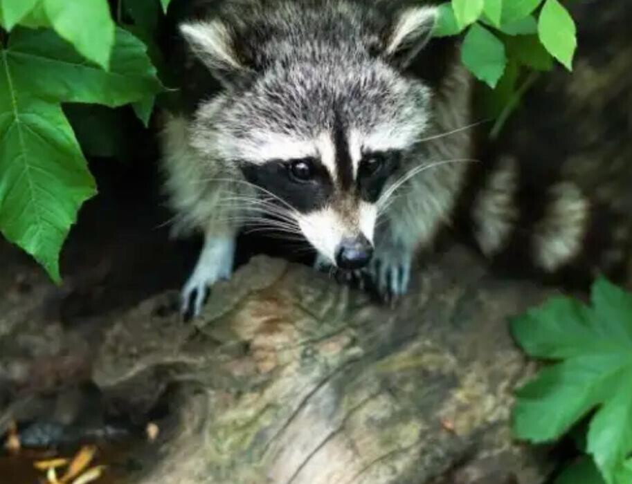 Images PESTY Pest Control