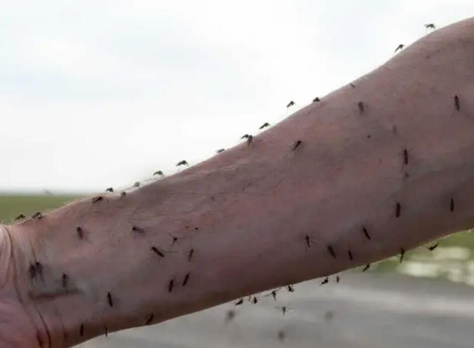 Images PESTY Pest Control