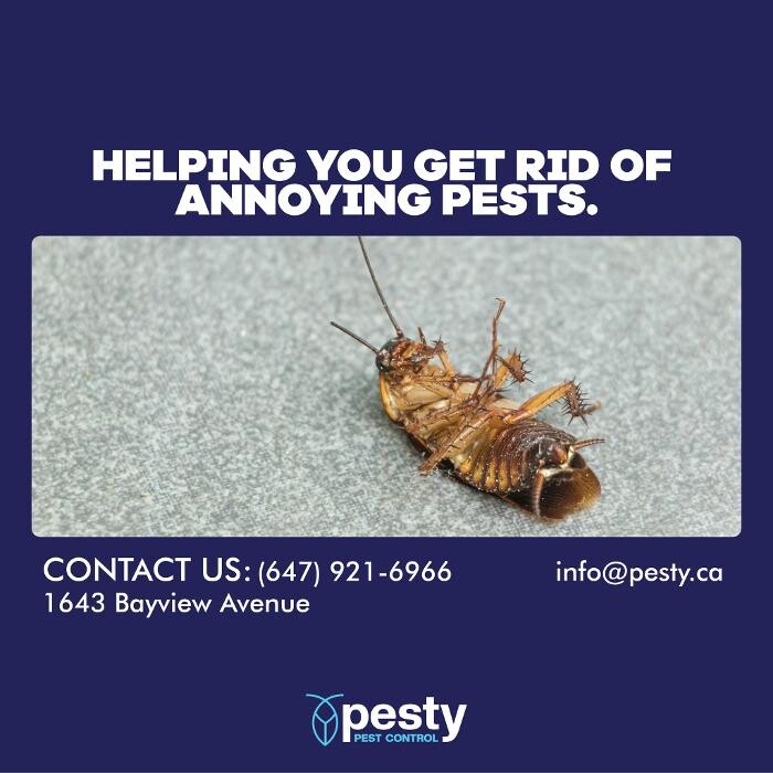 Images PESTY Pest Control
