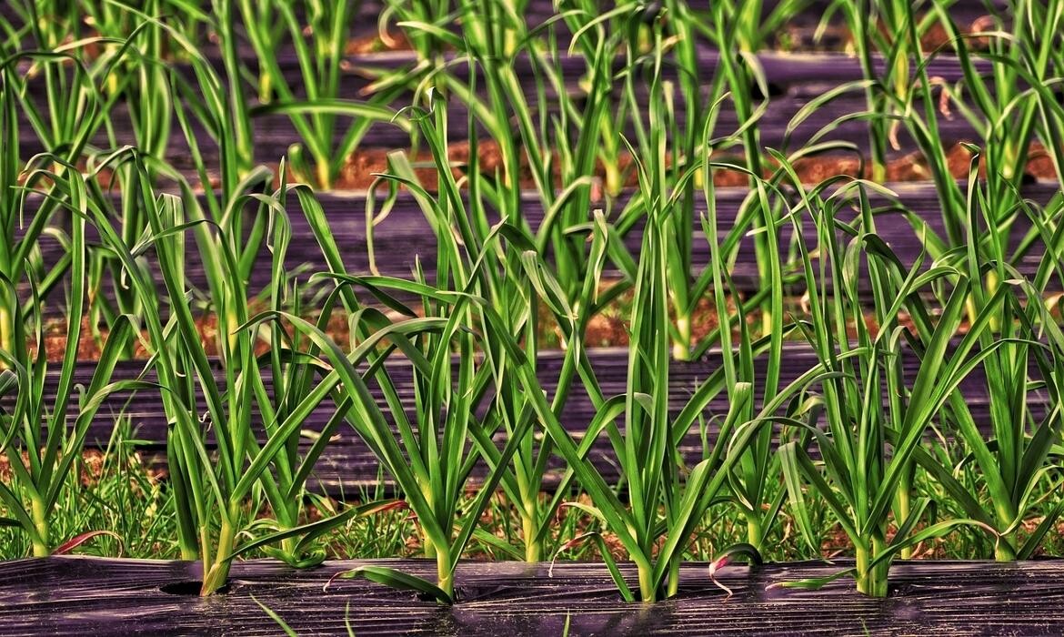 Images Skid Steer Services Mulching