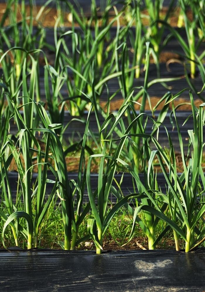 Images Skid Steer Services Mulching