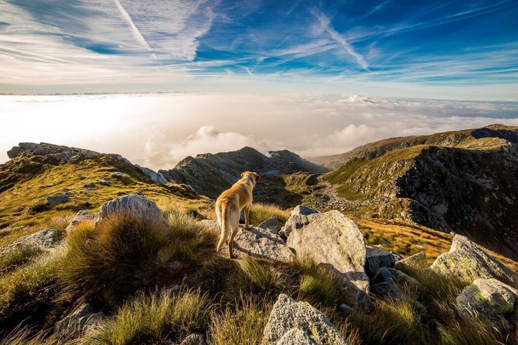 Images Wilderness Raw