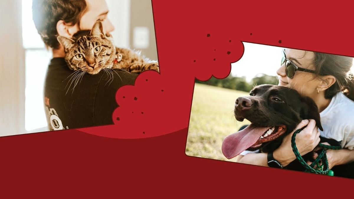 Images Pitou Minou et compagnons Mont-Laurier