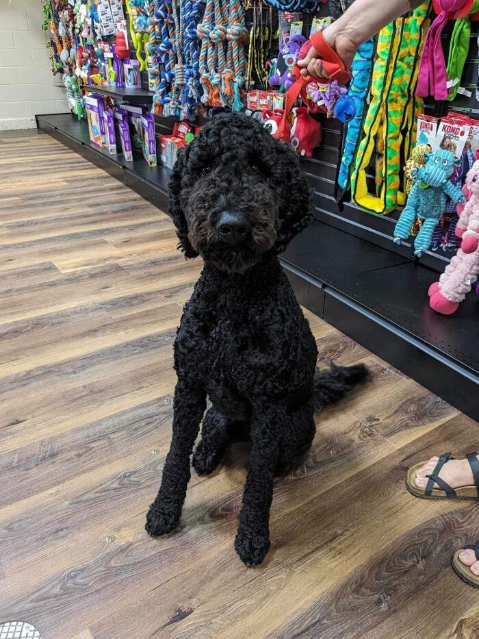 Images Pitou Minou et compagnons Mont-Laurier