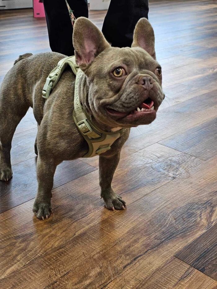 Images Pitou Minou et compagnons Mont-Laurier