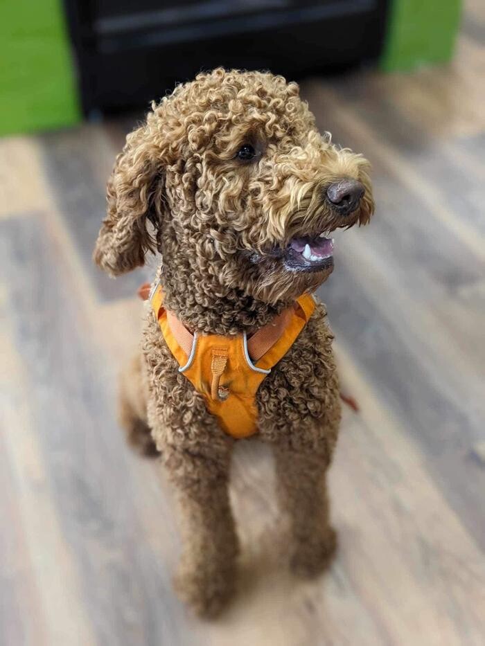 Images Pitou Minou et compagnons Mont-Laurier