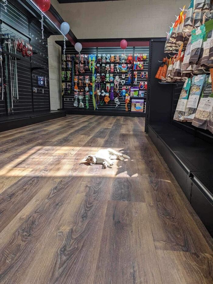 Images Pitou Minou et compagnons Mont-Laurier