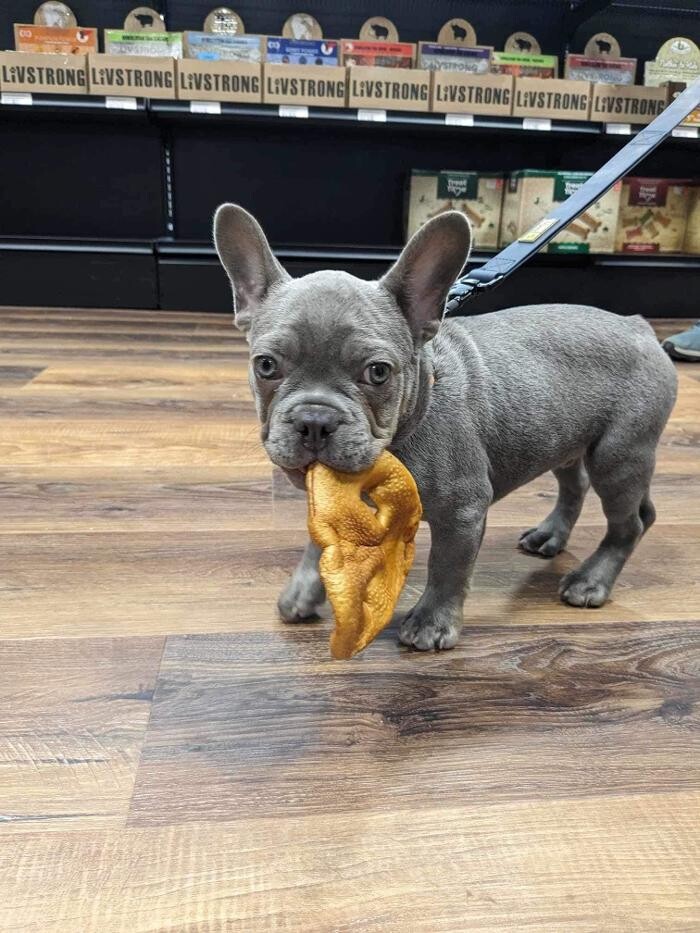 Images Pitou Minou et compagnons Mont-Laurier