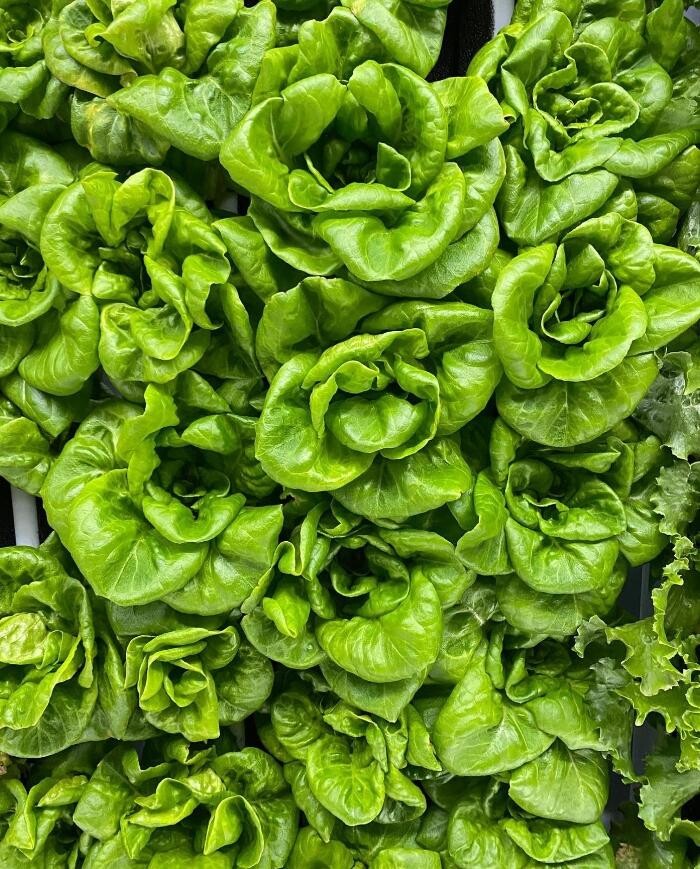 Images InoFarm inc.