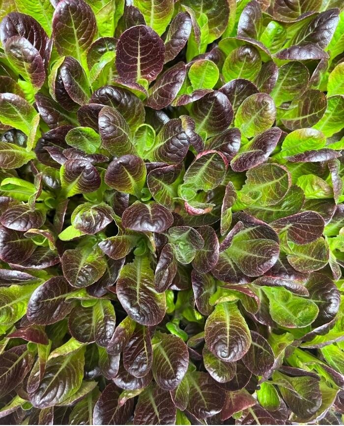 Images InoFarm inc.