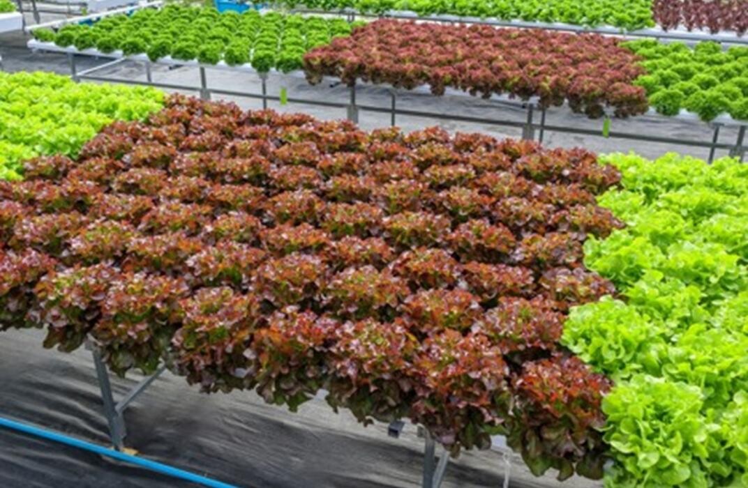 Images InoFarm inc.