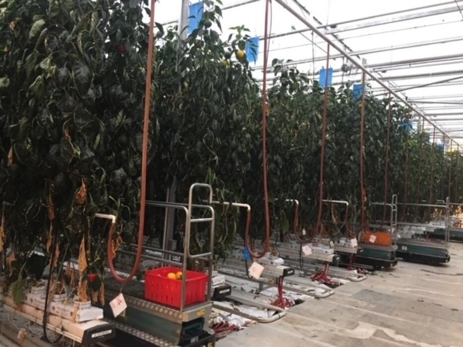 Images InoFarm inc.