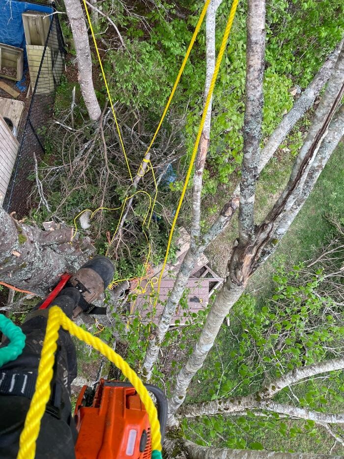 Images Brad's Tree Pro