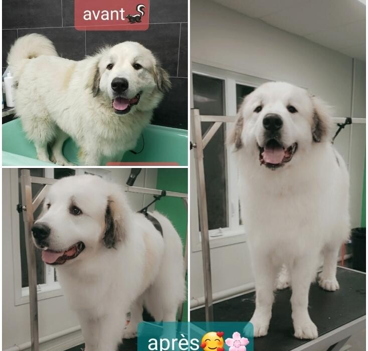 Images Salon de tonte Bio Canin