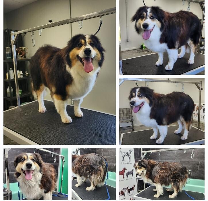 Images Salon de tonte Bio Canin