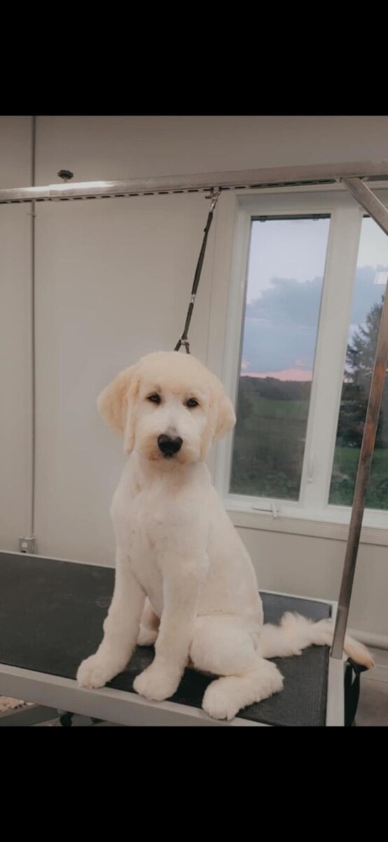 Images Salon de tonte Bio Canin