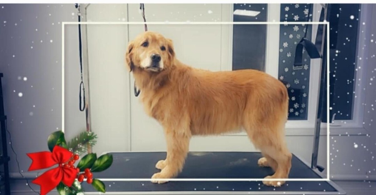 Images Salon de tonte Bio Canin