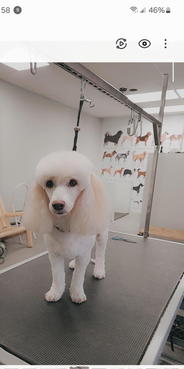 Images Salon de tonte Bio Canin
