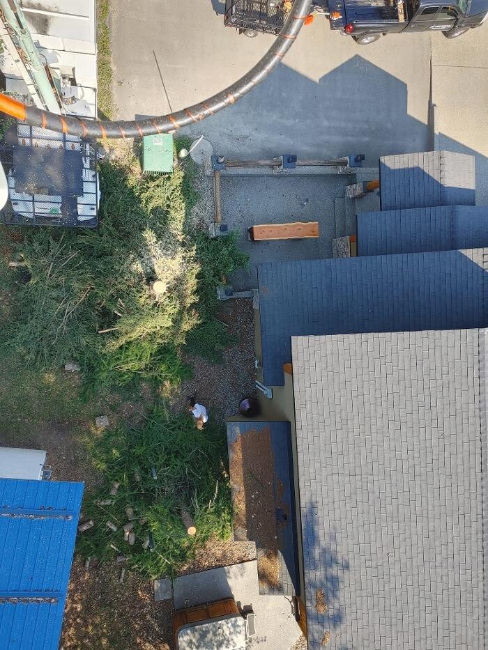 Images DW Tree Removal