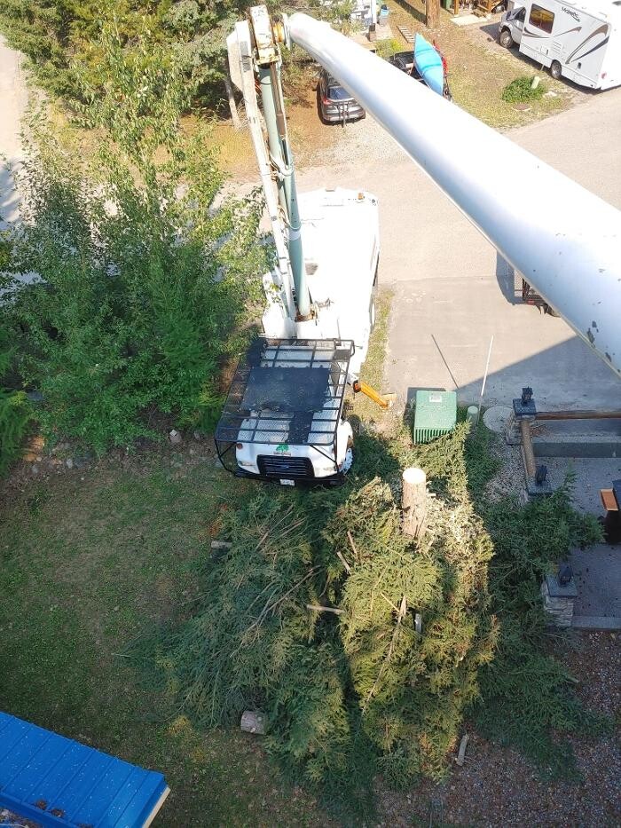 Images DW Tree Removal