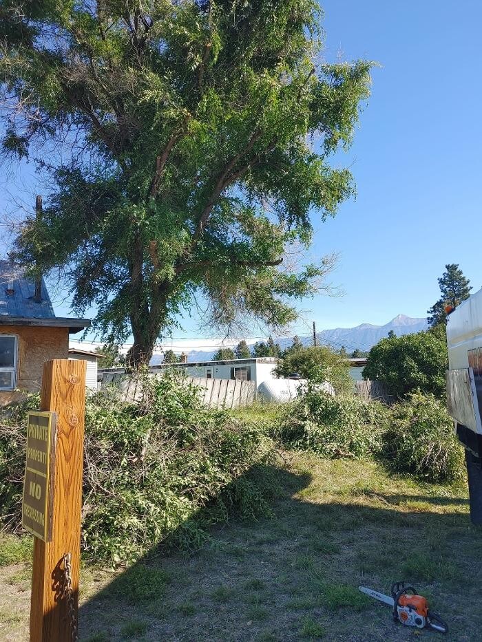 Images DW Tree Removal