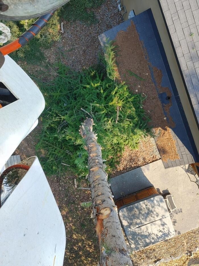 Images DW Tree Removal