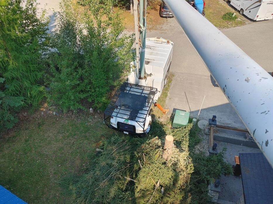 Images DW Tree Removal