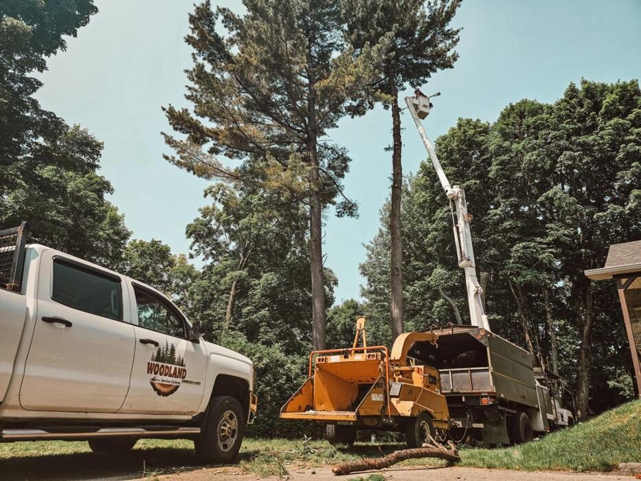 Images Service d'arbres Woodland